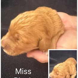Miss Black - Cream female Goldendoodle puppy in Powder Springs, Georgia from Ski Family Doodles