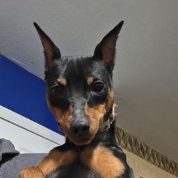 Cy - Black and rust male Miniature Pinscher puppy in Mount Pleasant, Michigan from Hundeholz