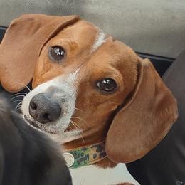 Mr.Woo - Dachshund