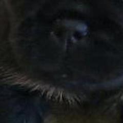 Brussels Griffons from Castle Brussels Griffon