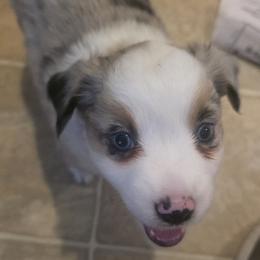 Dalia - Blue merle female Miniature Australian Shepherd puppy in Sound Beach, New York from Awesome Aussies