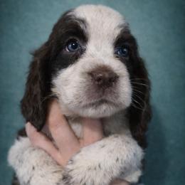 Raspberry - Liver white and roan female English Springer Spaniel puppy in Florida from Thunderbird Springers