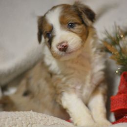 Aussiedoodle and Shichon Puppies from PTK Ranch