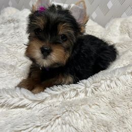 Girl 4 - Black and tan Yorkshire Terrier puppy in San Jose, California from Precious Yorkies