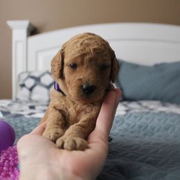 Bernedoodle, Goldendoodle, and Poodle Puppies from Raintree Standard Poodles & Mini Doodles