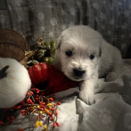 Mr Blue - Light golden male Golden Retriever puppy in Perkasie, Pennsylvania from Winterview Golden Retrievers