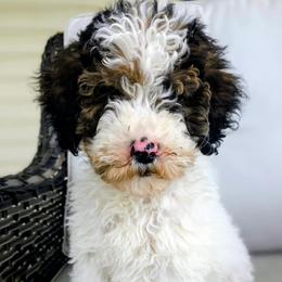 Goldendoodle puppies from Samantha's Goldendoodles