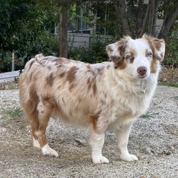 Roani - Miniature Australian Shepherd