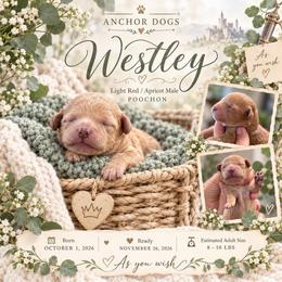..::Westley::.. Teddy bear Poochon - male Cavapoochon puppy in Hooper, Utah from Anchor Dogs