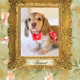 Dachshund Puppies from Vibrant Eyes Doxies
