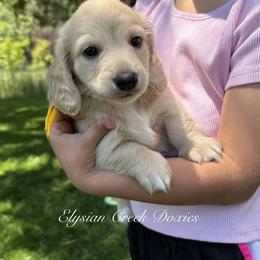 Dachshund Puppies from Elysian Creek Doxies