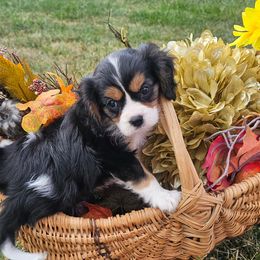 Knight - Tri-color male Cavalier King Charles Spaniel puppy in Walterboro, South Carolina from Puddlejumpers