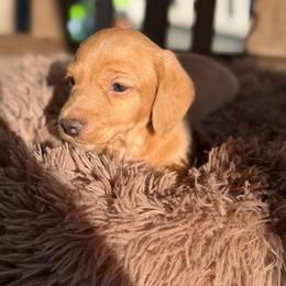 Dash - Red male Dachshund puppy in Blackstone, Virginia from Dainty Dachshunds