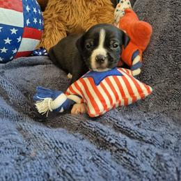 Boy 2 - Black male American Staffordshire Terrier puppy in Manton, Michigan from Freedom Amstaffs Legacies