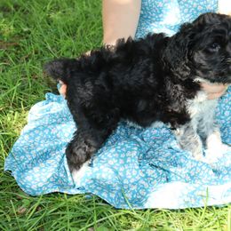 Bernedoodle, Poodle, and Springerdoodle Puppies from Trahan Farms
