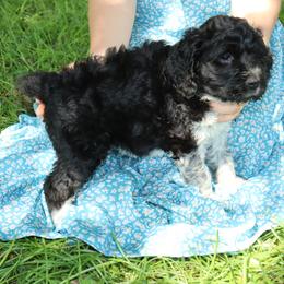 Bernedoodle, Poodle, and Springerdoodle Puppies from Trahan Farms