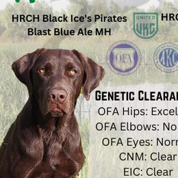 Labrador Retrievers from Big N Kennels, LLC