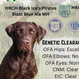 Labrador Retrievers from Big N Kennels, LLC