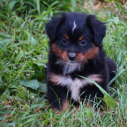 Snacks - Black tri female Toy Australian Shepherd puppy in Central Islip, New York from Fifth Avenue Australian Shepherds