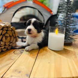 Cardigan Welsh Corgi and Pembroke Welsh Corgi Puppies from Corgis R Us