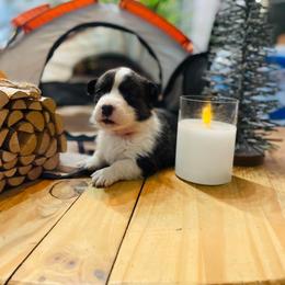 Cardigan Welsh Corgi and Pembroke Welsh Corgi Puppies from Corgis R Us