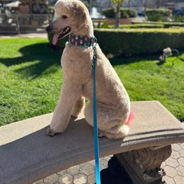 Poodle Puppies from Cedar Cove Standard Poodles