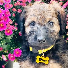 Boy 2 - Wheaten Whoodle puppy in Knoxville, Tennessee from Fleury Farm Doodles TN