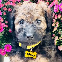 Boy 2 - Wheaten Whoodle puppy in Knoxville, Tennessee from Fleury Farm Doodles TN