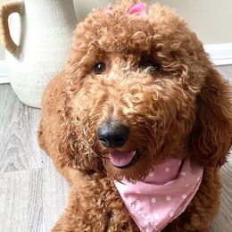 Honey - Goldendoodle