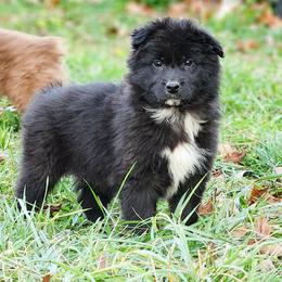 Pearl Hart - Black & white female Australian Shepherd puppy in Keyser, West Virginia from Heartfelt Hollow Farm