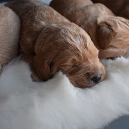 Goldendoodle Puppies from Wild Blum Doodles