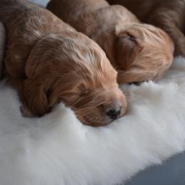 Goldendoodle Puppies from Wild Blum Doodles
