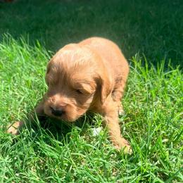 Goldie - female Goldendoodle puppy in Yukon, Oklahoma from Silver Barn Doodles