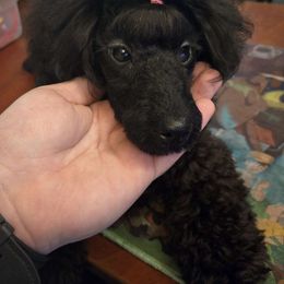 Maleficent - Black Poodle puppy in Abbeville, Louisiana from Regatta Kennels
