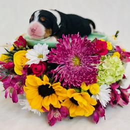 Girl 5 - female Bernedoodle puppy in Harpers Ferry, West Virginia from Oso Perfect Poodles and Doodles