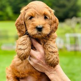 Blue girl - Red  female Goldendoodle puppy in Kitsap County, Washington from Amazing Grace Doodles