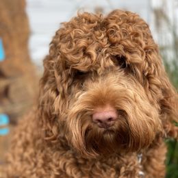Remmy - Australian Labradoodle