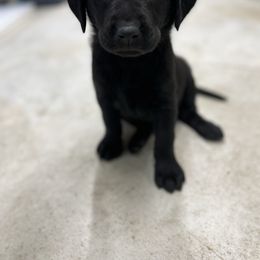 Labrador Retriever Puppies from Brush Creek Retrievers