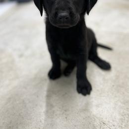Labrador Retriever Puppies from Brush Creek Retrievers