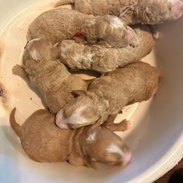 Assorted Doodle Crosses puppies from Hippdoodranch