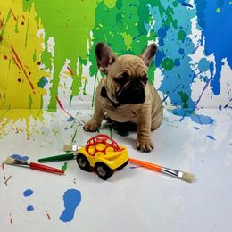 Bulldog and French Bulldog Puppies from AdoraBull Bulldogs
