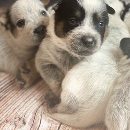 Australian Cattle Dog Puppies from Diamond Falls Cattle Dogs