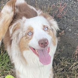 Australian Shepherds from Kiera Dominowski