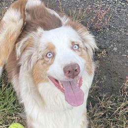 Australian Shepherds from Kiera Dominowski
