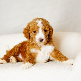 Lilo - Red  female Goldendoodle puppy in Washington from Doodle Love