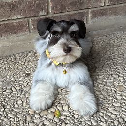 Leonor - Parti female Miniature Schnauzer puppy in San Antonio, Texas from Texas Blessed Schnauzers