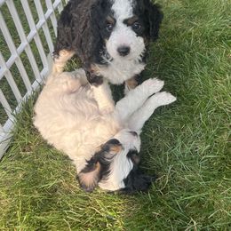 Bernedoodle Puppies from Timber Trail Bernedoodles RI