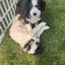 Bernedoodle Puppies from Timber Trail Bernedoodles RI