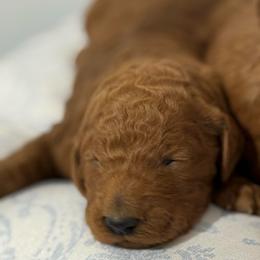 Boy 1 - Red  male Poodle puppy in Bettendorf, Iowa from Red Door Poodles