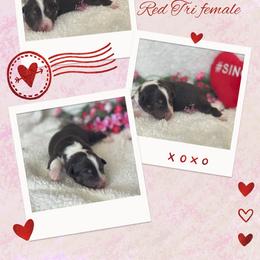 Loris - Red tri-color female Australian Shepherd puppy in Pamplico, South Carolina from Greywood Farm Aussies